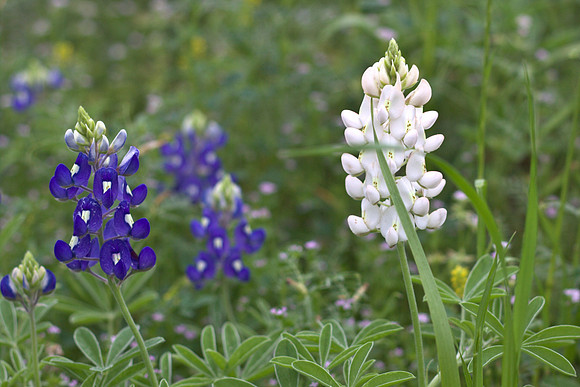 2010 Bluebonnets20100407_0006