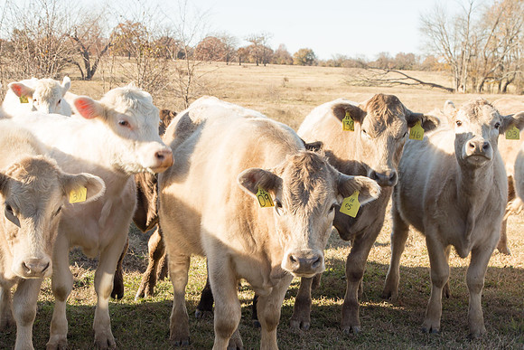IMG_0042